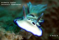 scuba diving photo