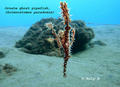scuba diving photo