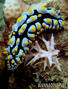 scuba diving photo