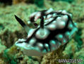 scuba diving photo