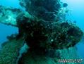 scuba diving photo