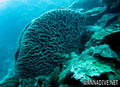 scuba diving photo