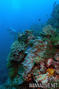 scuba diving photo