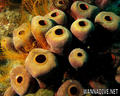 scuba diving photo