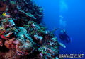 scuba diving photo