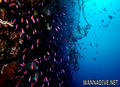 scuba diving photo