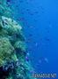 scuba diving photo