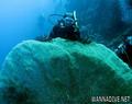 scuba diving photo