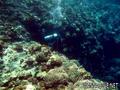scuba diving photo