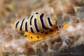 scuba diving photo