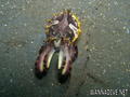scuba diving photo