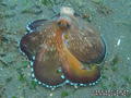 scuba diving photo