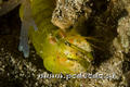 scuba diving photo