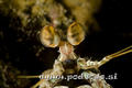 scuba diving photo