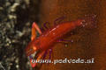 scuba diving photo