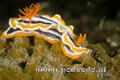 scuba diving photo