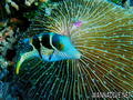 scuba diving photo