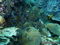 scuba diving photo