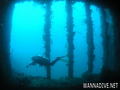 scuba diving photo