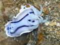 scuba diving photo
