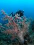 scuba diving photo