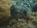 scuba diving photo