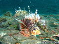 scuba diving photo
