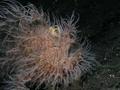 scuba diving photo