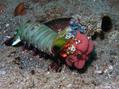 scuba diving photo