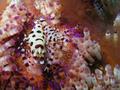 scuba diving photo
