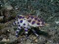 scuba diving photo