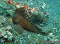 scuba diving photo