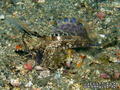 scuba diving photo