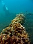 scuba diving photo