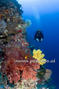 scuba diving photo