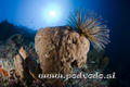 scuba diving photo