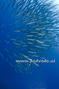 scuba diving photo