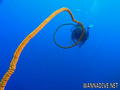 scuba diving photo