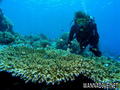 scuba diving photo