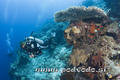scuba diving photo