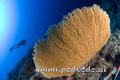 scuba diving photo