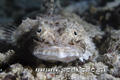 scuba diving photo