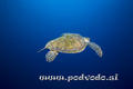 scuba diving photo