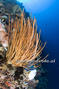 scuba diving photo