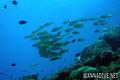 scuba diving photo