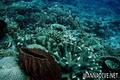 scuba diving photo