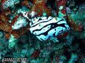 scuba diving photo