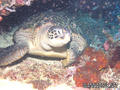 scuba diving photo