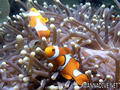scuba diving photo
