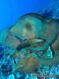 scuba diving photo